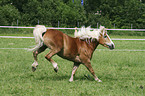 rennender Haflinger