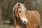 Haflinger Portrait