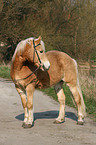 Haflinger