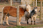 Haflinger