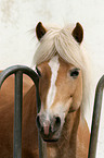 Haflinger Portrait