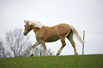 rennender Haflinger