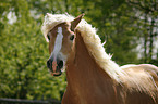 Haflinger Portrait