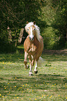 trabender Haflinger