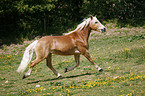 trabender Haflinger