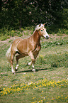 trabender Haflinger