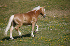 trabender Haflinger