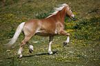 trabender Haflinger