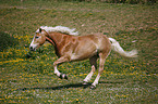 galoppierender Haflinger