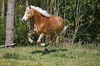 galoppierender Haflinger