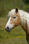 Haflinger Portrait