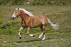 galoppierender Haflinger