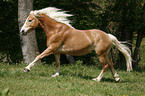 galoppierender Haflinger