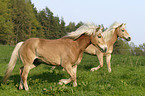 Haflinger