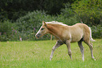 Haflinger Fohlen