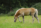 Haflinger Fohlen