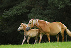 Haflinger Stute mit Fohlen