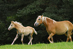 Haflinger Stute mit Fohlen