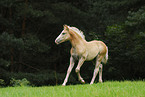 Haflinger