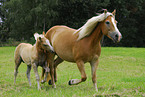 Haflinger Stute mit Fohlen