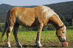 Haflinger