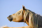 Haflinger