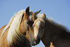 Haflinger Stute mit Fohlen