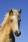 Haflinger