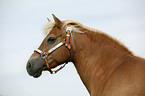 Haflinger Portrait