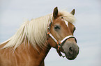 Haflinger Portrait