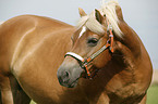 Haflinger Portrait