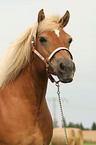 Haflinger Portrait