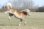 rennender Haflinger