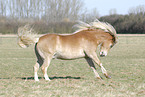 rennender Haflinger