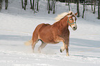 rennender Haflinger