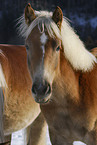 Haflinger im Schnee