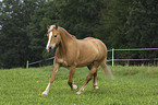 trabender Haflinger