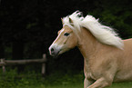 Haflinger