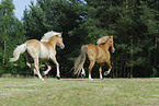 Haflinger auf der Weide