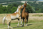 Haflinger auf der Weide