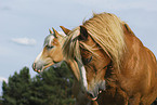 Haflinger Portrait