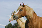 Haflinger Portrait