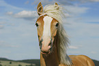 Haflinger Portrait