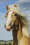 Haflinger Portrait