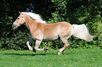 rennender Haflinger