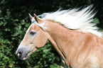 rennender Haflinger