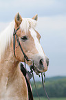 Haflinger