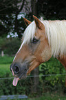 Haflinger Portrait