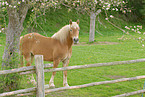 Haflinger auf der Weide