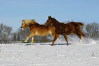 Haflinger im Schnee